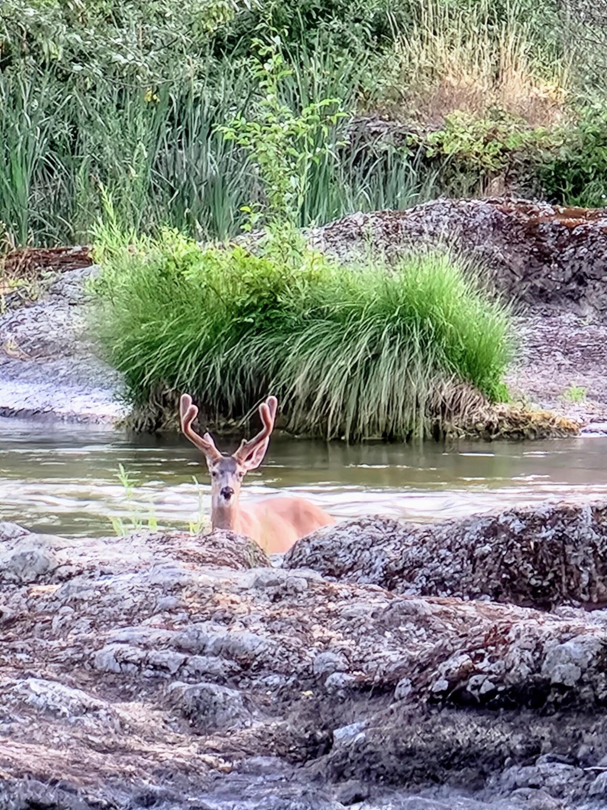 410_Park_Dr-05-Deer