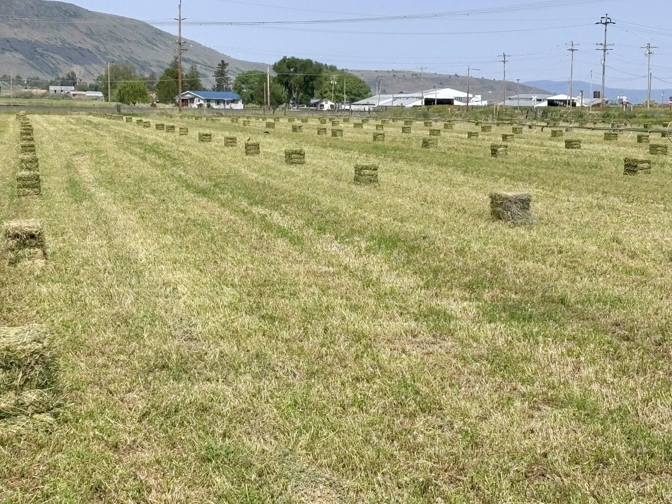 9452_Matney_Way-44-Alfalfa