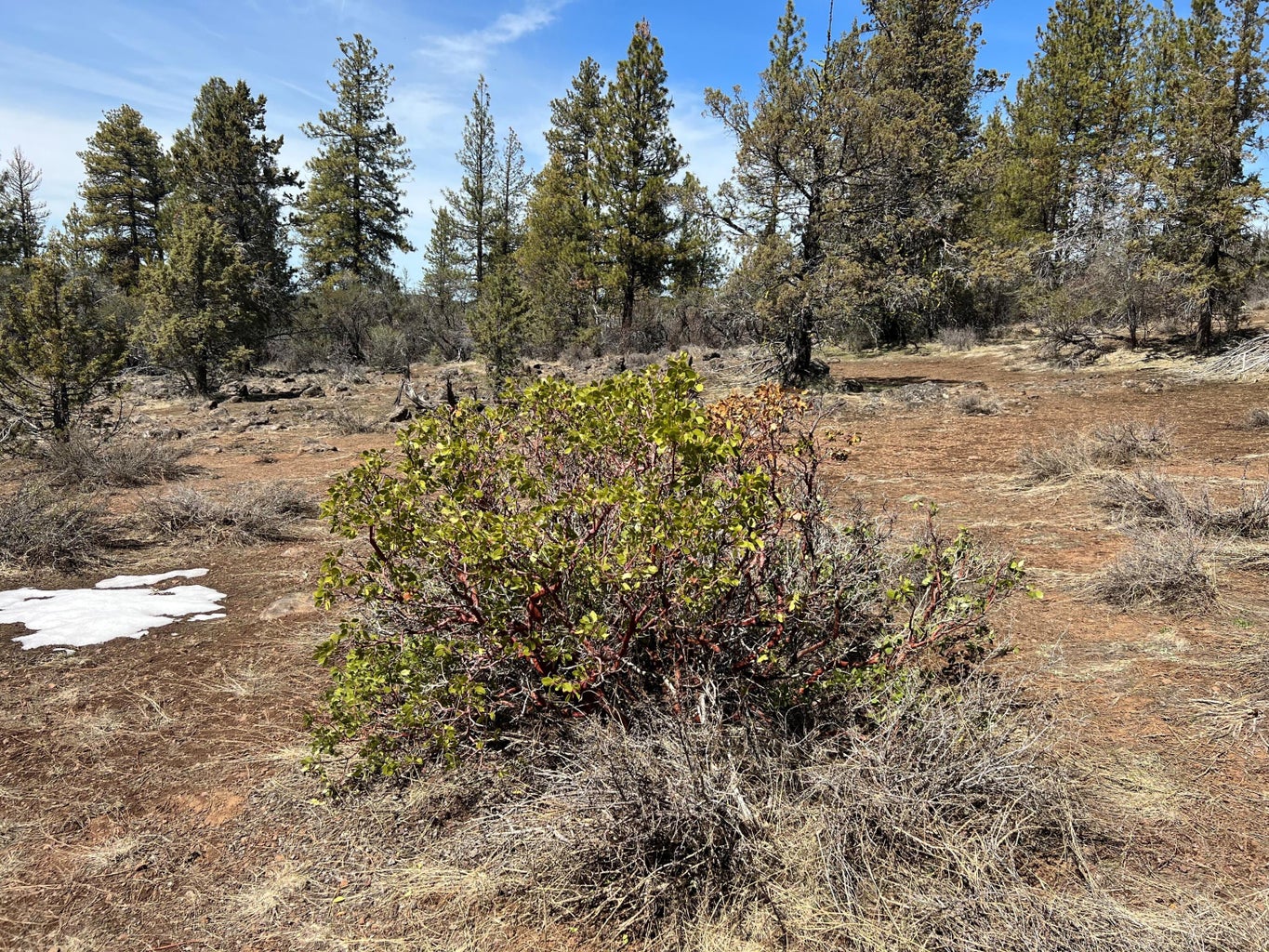 Nighthawk_Dr_Lot_19-06